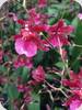 Oncidium  Sharry Baby Ruby Doll
